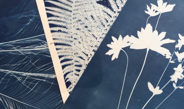 Two cyanotype images close up with floral features. 