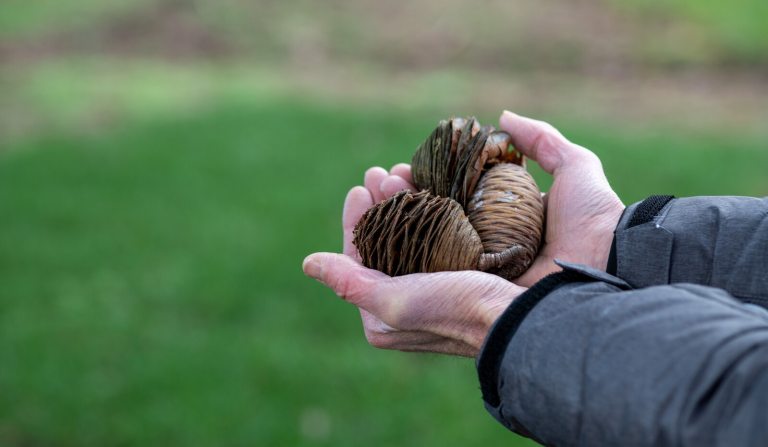 A persons hands holding three pinecones.