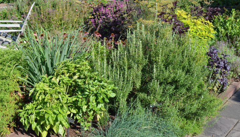 The foreground includes bright green leafy plants, basil, alongside tall, upright rosemary and feathery blue-green foliage.