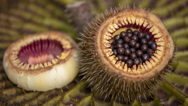 Closeup of large round seeds in the split-open fruit of a water-platter.
