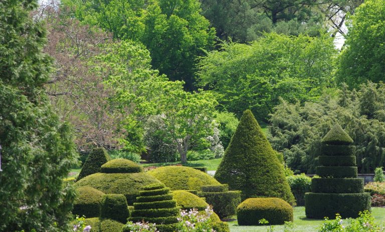 A topiary garden at Longwood Gardens featuring a variety of topiary trees set among large trees in bloom in summer. 
