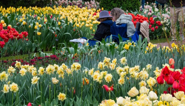 Two people seated in chairs, viewed from behind, as they enjoy a vibrant display in a large flower garden.