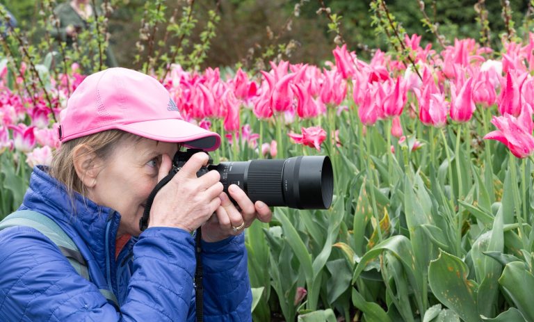 A person in a blue jacket and pink hat, holding a long range camera, photographing tulips. 
