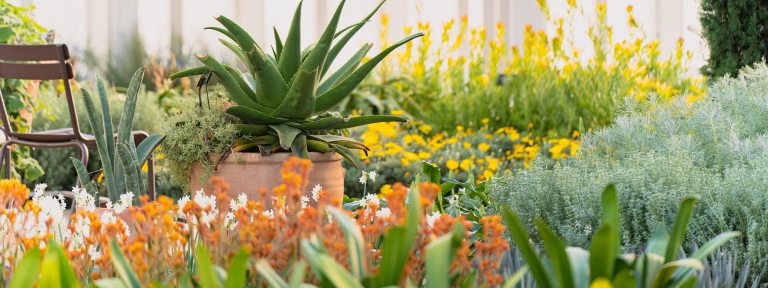 A potted succulent stands out in a sunny conservatory filled with yellow and orange blooms, and foliage in various hues of green.