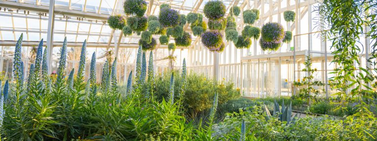 Floral baskets hang over tall spikes of blue flowers in a sun-bright glasshouse.