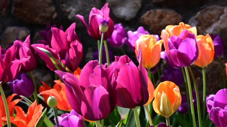 Closeup of pink, orange, and purple tulips, with petals in sunlight and shadow.