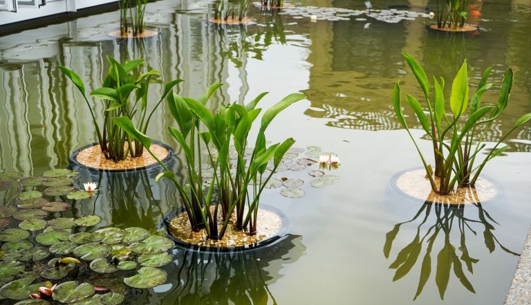 An outdoor shallow pool area with aquatic plants growing.