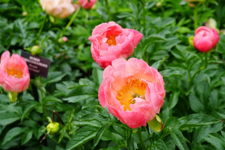 Pink peonies in bloom on a shrub. 