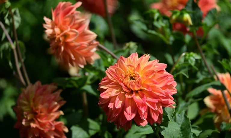Orange dahlia's growing in an outdoor garden.