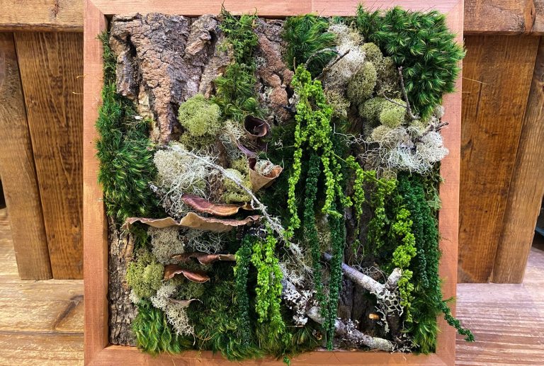 A framed moss wall, featuring a variety of mosses and branches, in a wood frame. 