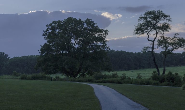 A nighttime vista of a Meadow Garden, featuring two large trees and green fields at dusk.