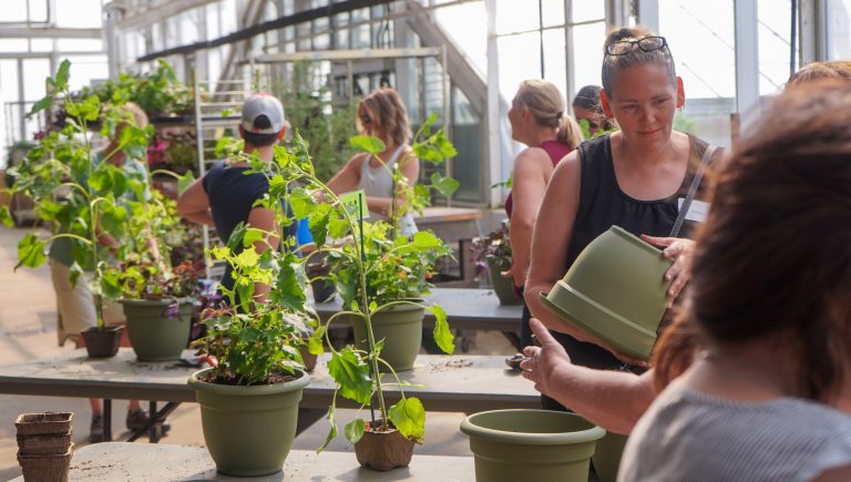 People planting plants into larger green containers.
