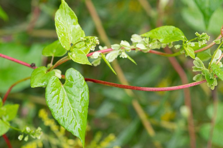 Closeup of reddish vine with bright green arrow-shaped leaves and tiny white flowers