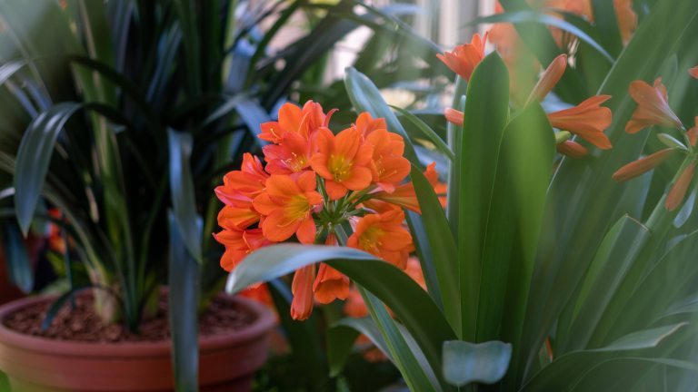 Closeup of umbel of bright orange flowers with yellow throat and dark green sword-shaped foliage.