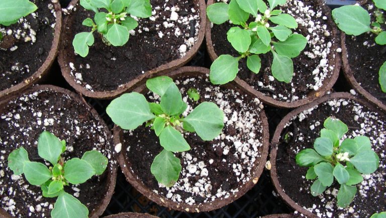 Seedlings rooted in peat pots