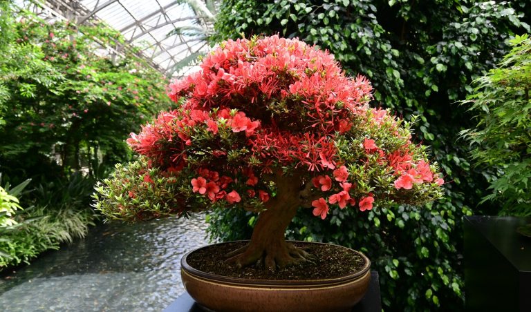 An azalea bonsai, with orange/peach flowers, in bloom, in an indoor conservatory.