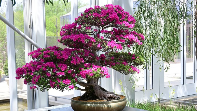 BONSAI出品 Kurume Azalea Bonsai Display | Longwood Gardens