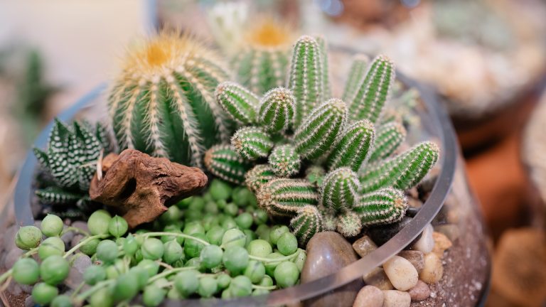 Close up shot of succulents planted in a glass dish
