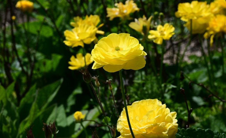 Yellow flowers growing shrub-like outdoors.