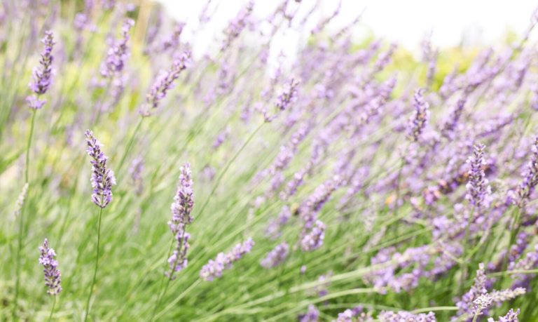 A close up of a lavendar bush in full bloom, with long purple flowers atop think green stems.