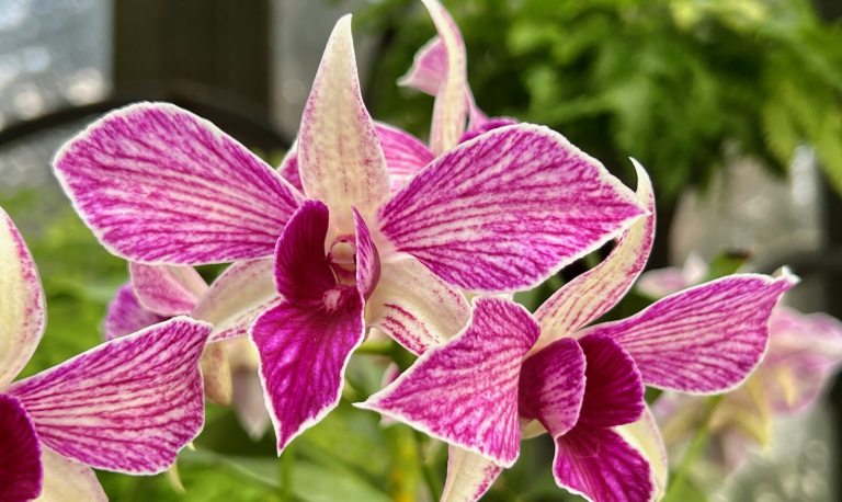 Close up image of a dendrobium orchid with magenta pointed leaves and white lines throughout them.