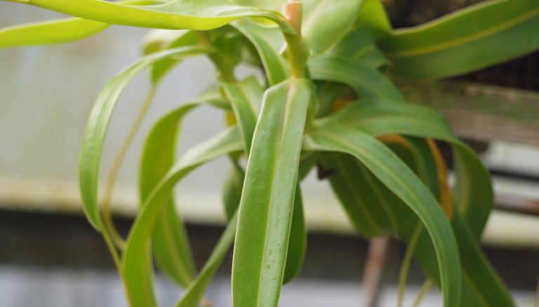 A close up of a tropical plant, with long lime green leaves. 