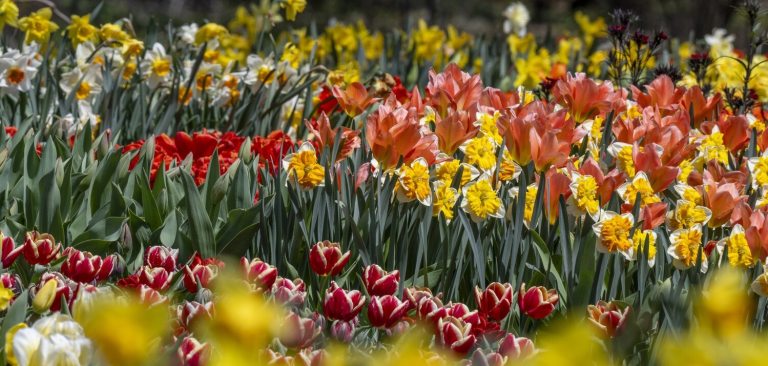 A variety of tulips and daffodils in bloom in an outdoor garden bed.