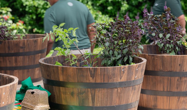 Wood planters containing a mix of edible plants.