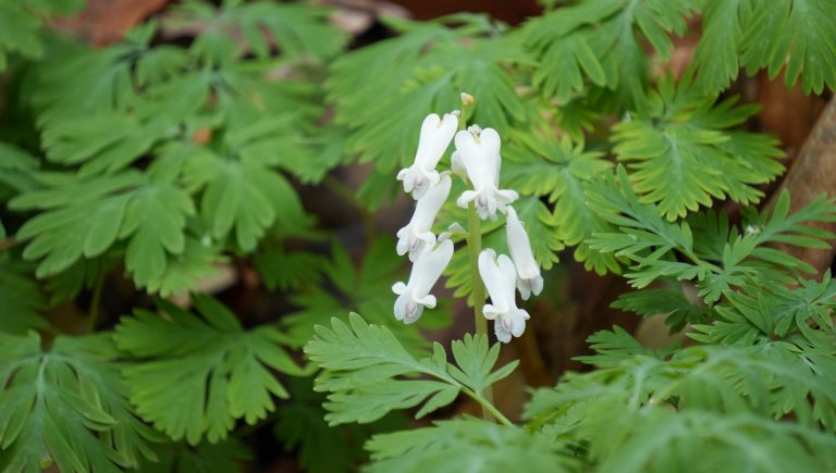 A white bleeding heart shrub in the wild.
