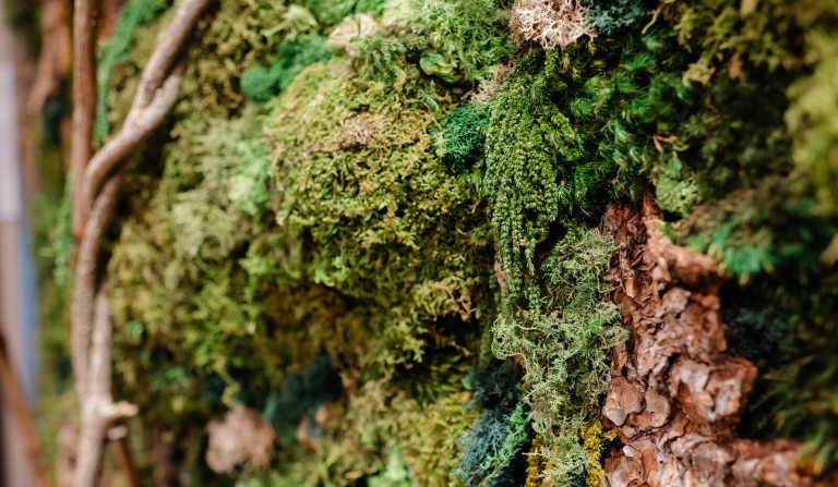 A close up of a living wall, featuring bark, a variety of mosses, and branches. 