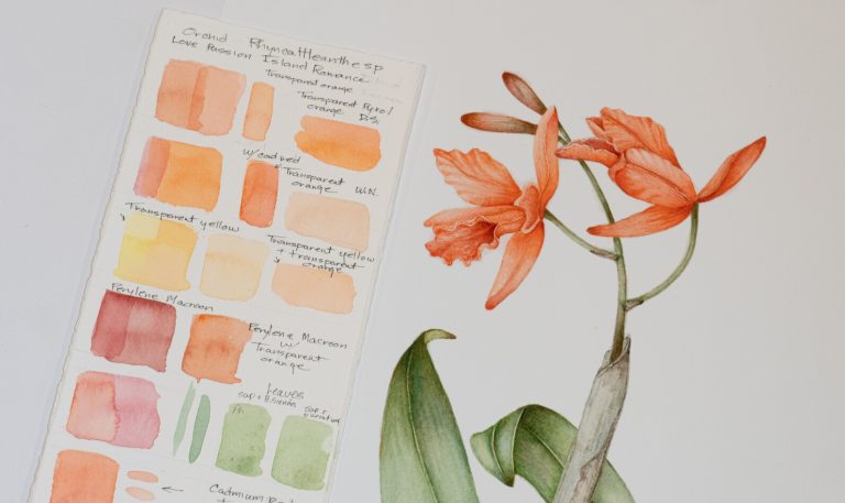 A botanical art piece of an orange type of orchid, with a palatte of color swatches next to the sketch. 