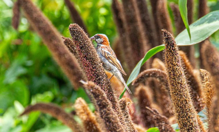 A brown and orange bird resting on cone shaped plant stems. 