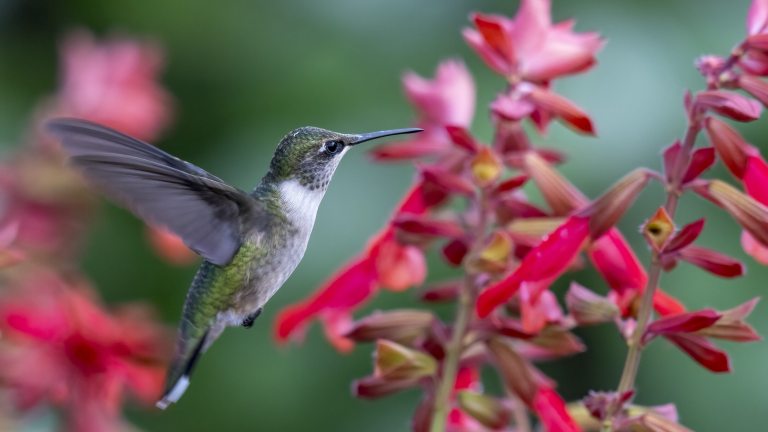 Closeup of hummingbird in flight, visiting bright fuchsia-colored flowers.