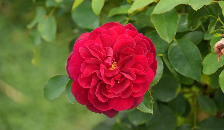 A single red flower blooming on a shrub.