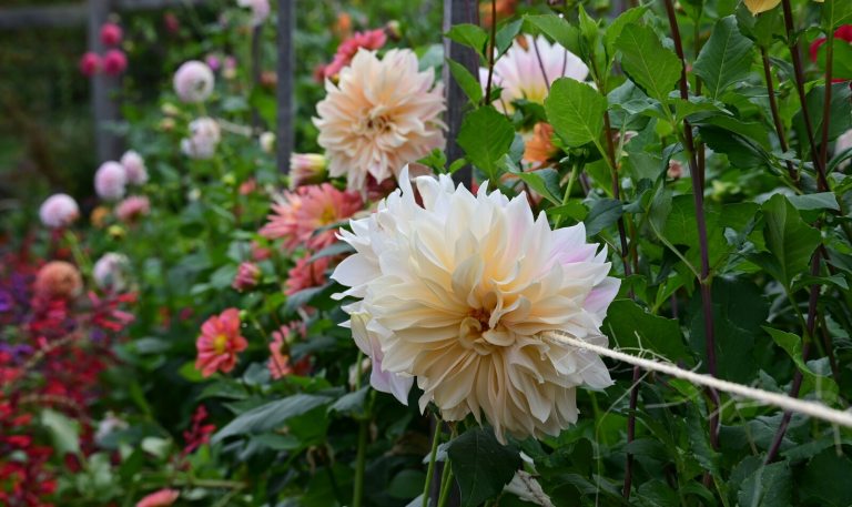 Dahlia flowers blooming in a variety of colors. 