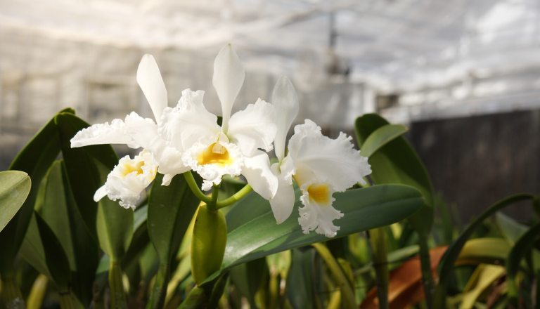 White cattleya orchids in a greenhouse.