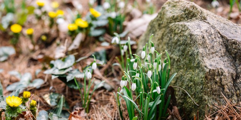 Small yellow and white flowers bloom amid late winter leaf litter, with a large rock on the right.