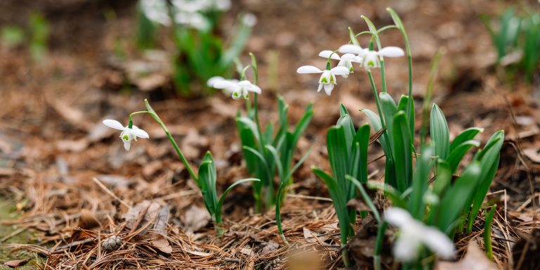 White wildflowers bloom against bright green foliage, pushing up through the brown leaf litter of late winter.