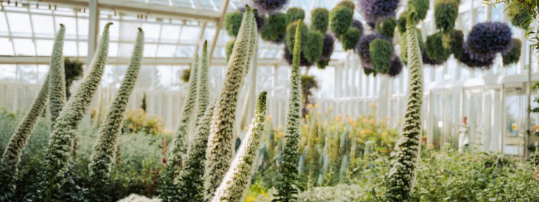 Tall spikes of white blooms reach towards hanging baskets of purple flowers in a bright conservatory.