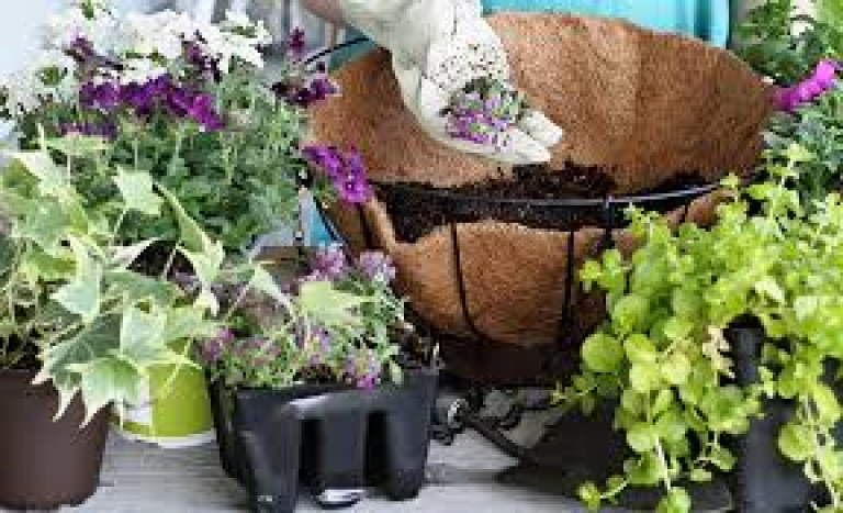 A person getting ready to plant a hanging basket, with small plants surrounding the basket.