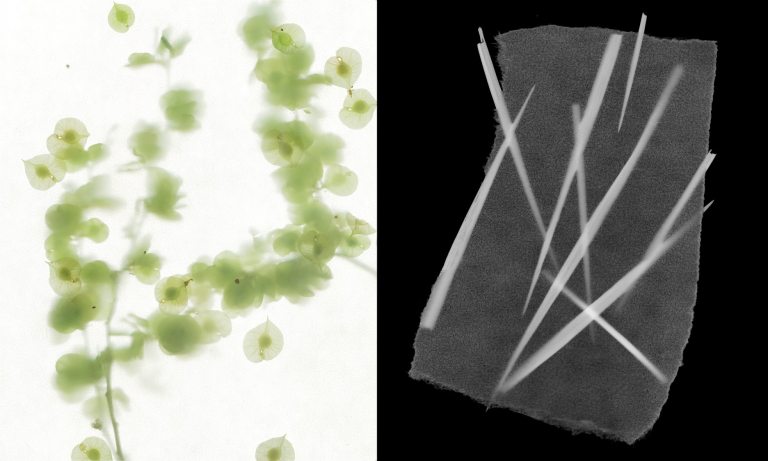 Shoshannah White cameraless photography prints