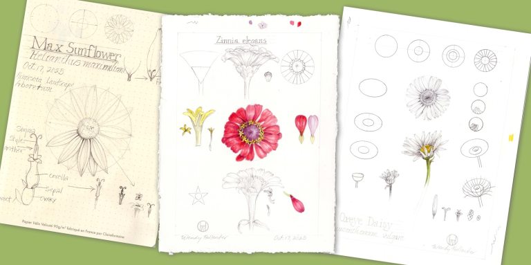 Three pages of botanical art prints and sketches against a lime green background.