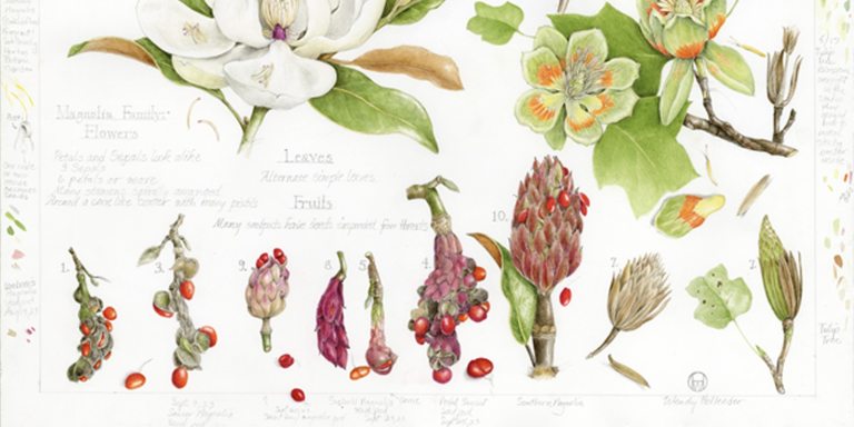 An insert of a book featuring a variety of botanical illustrations.