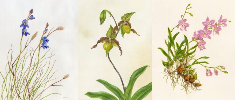 Three botanical art prints of three different types of orchids.