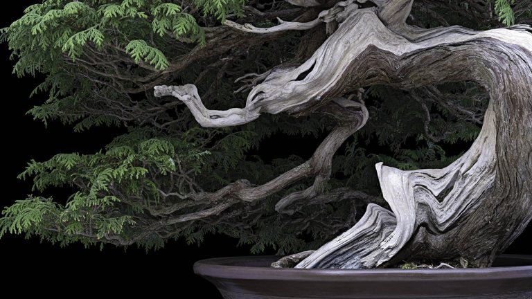 Closeup of windswept evergreen bonsai with white trunk.
