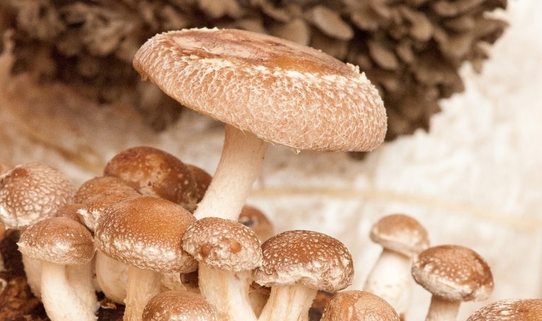 Small and large button mushrooms.