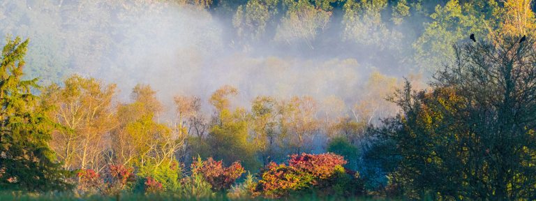 A layer of mist covers colorful autumn foliage.