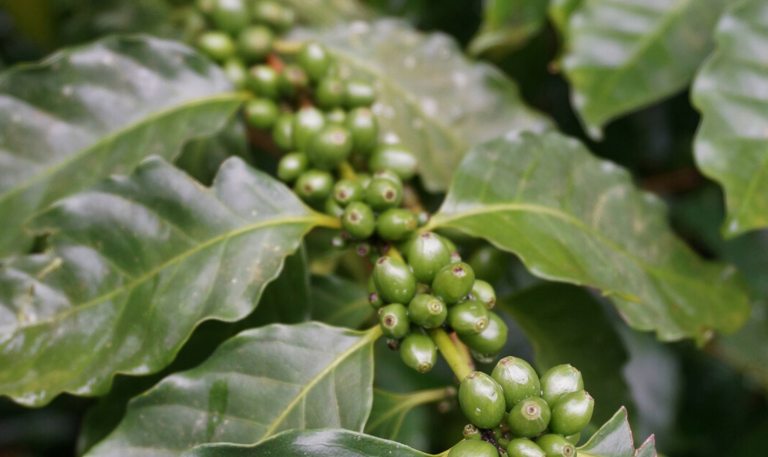 An arabica (coffee) plant, featuring small, round, green seeds growing against the stem of a leafy plant.