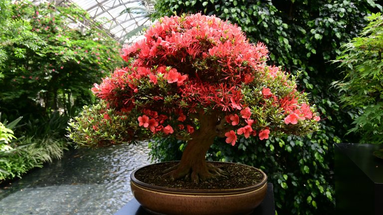 Closeup of orange-colored blooms of azalea bonsai against a conservatory backdrop.