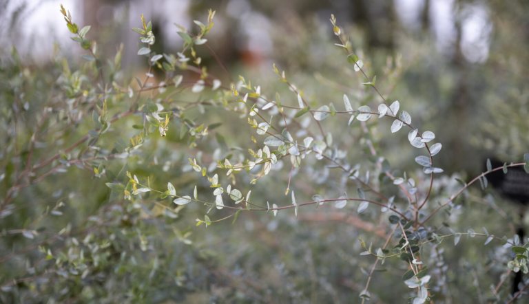 Eucalyptus fills the image with soft light. 